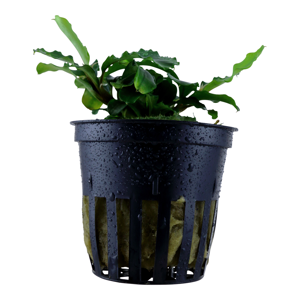 Bucephalandra pygmea Bukit Kelam 'Wavy Green' Tropica