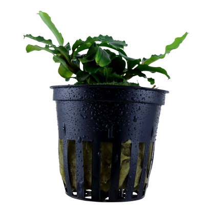 Bucephalandra pygmea Bukit Kelam 'Wavy Green' Tropica