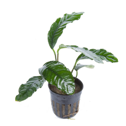 Anubias Caffeefolia AQUADIP
