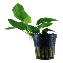 Anubias barteri var. nana Tropica