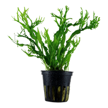 Microsorum pteropus Windelov Tropica Java Fern