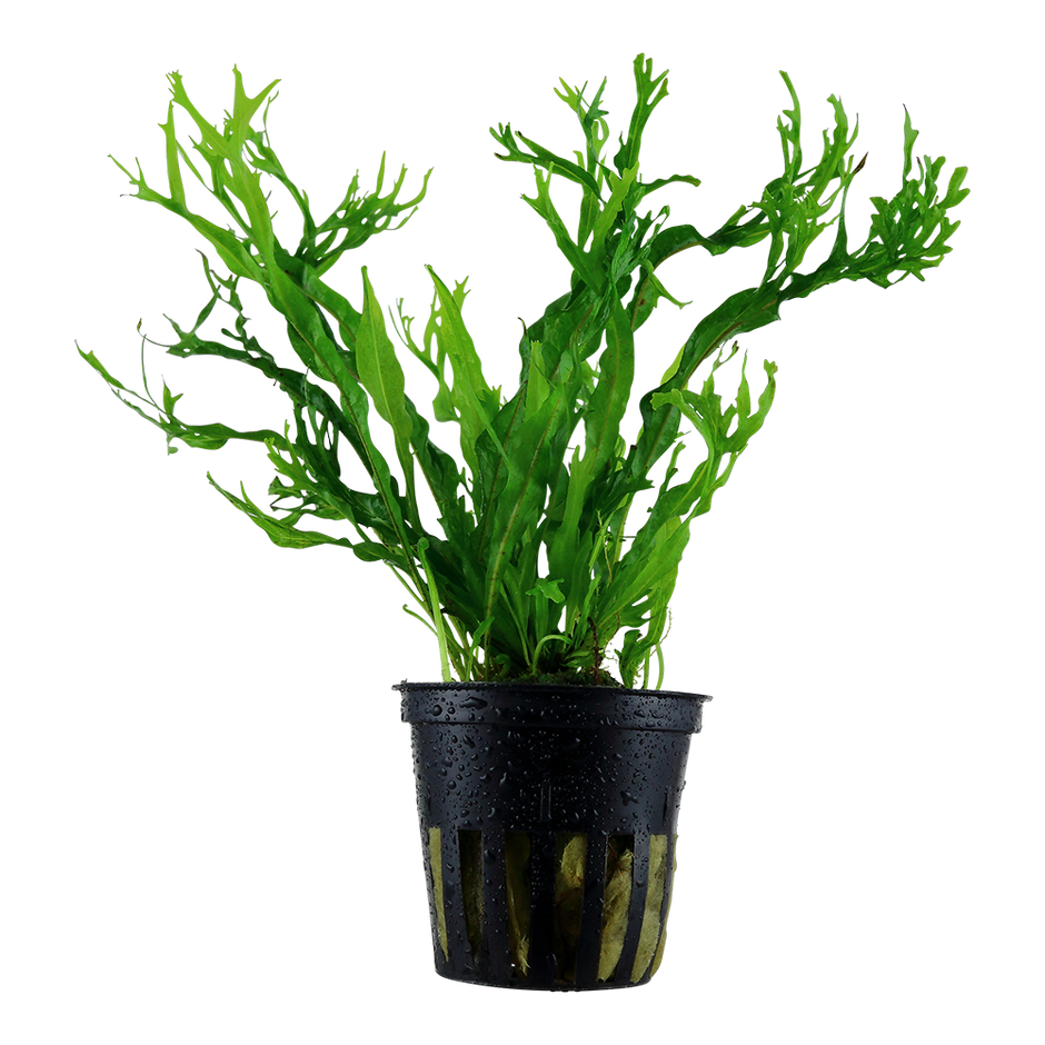 Aquarium Plants – Pro Shrimp