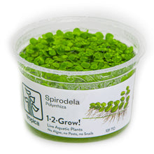 Tropica Spirodela polyrrhiza 1-2-GROW