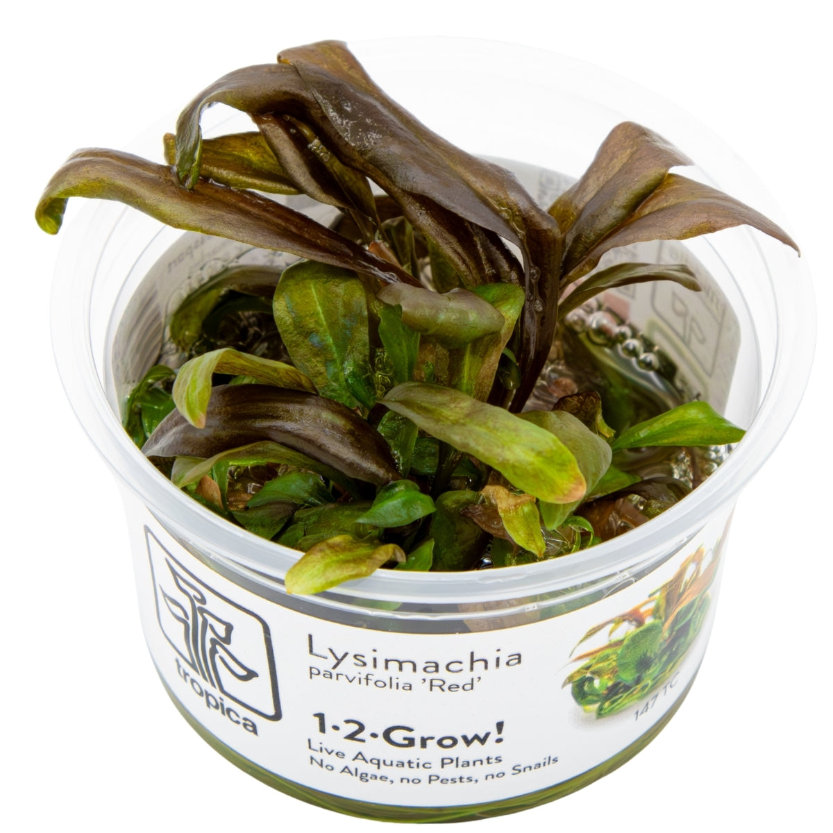 Tropica Lysimachia parvifolia ‘Red’ 1-2-GROW