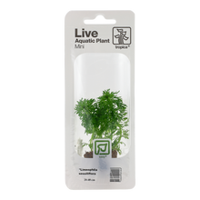 Tropica Limnophila sessiliflora Mini Pot