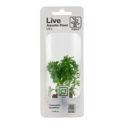 Tropica Limnophila sessiliflora Mini Pot
