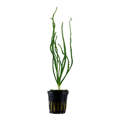 Crinum calamistratum Tropica