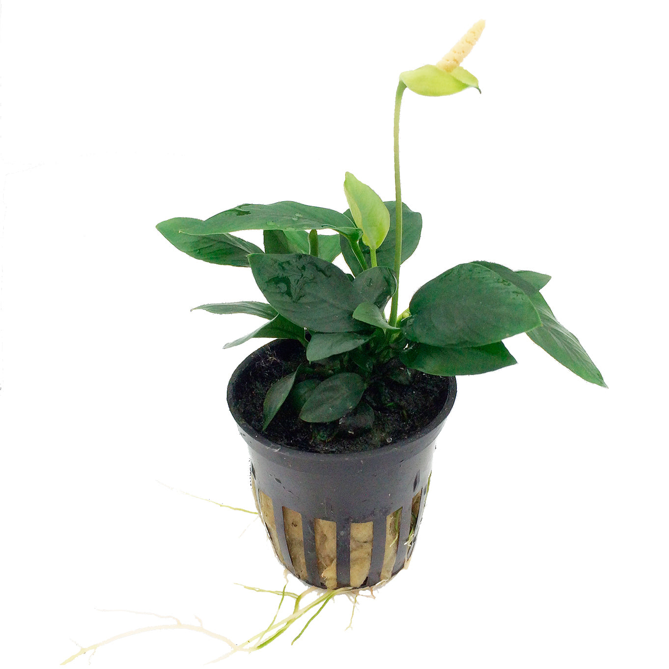 Anubias barteri Nana Tropica (Single Package)