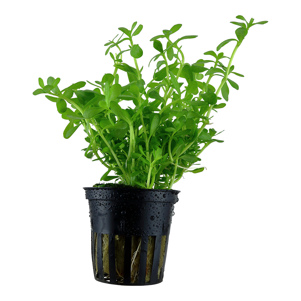 Bacopa 'Compact' Tropica (Single Package)