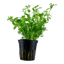Bacopa 'Compact' Tropica (Single Package)