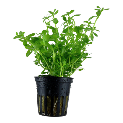 Bacopa 'Compact' Tropica (Single Package)