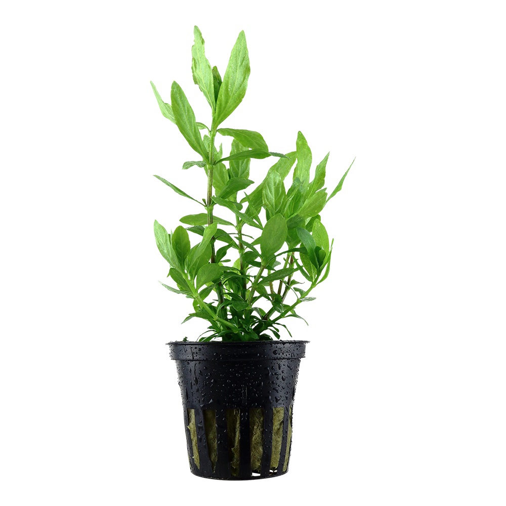 Hygrophila polysperma Tropica