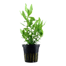 Hygrophila polysperma Tropica