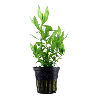 Hygrophila polysperma Tropica