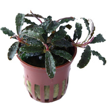 Bucephalandra Kedagang Tropica