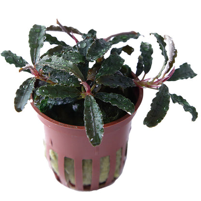 Bucephalandra Kedagang Tropica