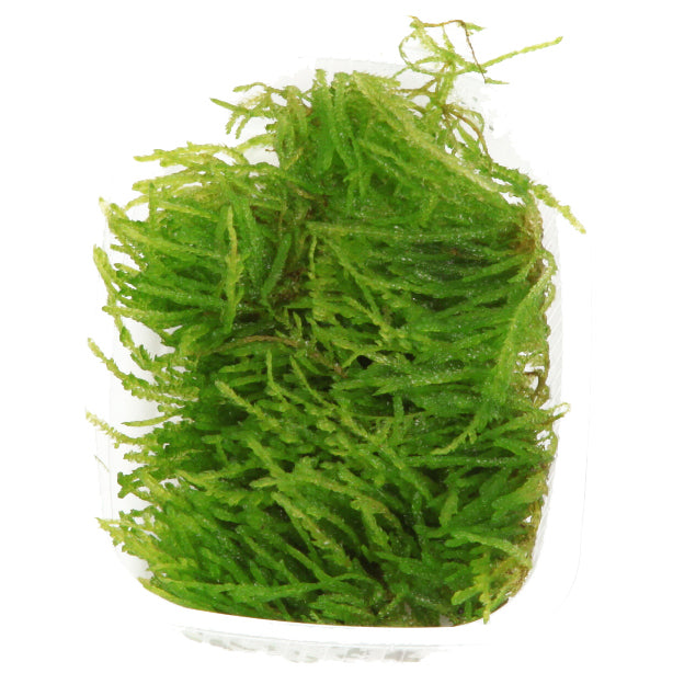 Tropica Vesicularia ferriei Weeping Moss PORTION
