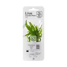 Microsorum pteropus 'Narrow' Tropica (Single Package)