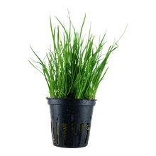 Lilaeopsis mauritiana Tropica