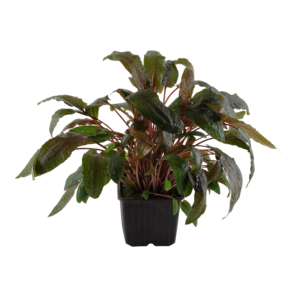XL Cryptocoryne wendtii Tropica