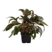 XL Cryptocoryne wendtii Tropica
