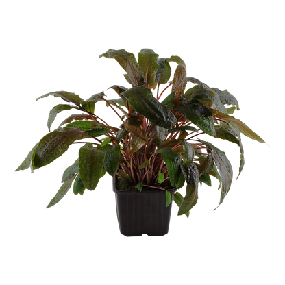XL Cryptocoryne wendtii Tropica
