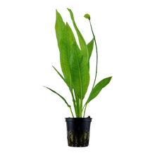 Echinodorus Bleheri Tropica