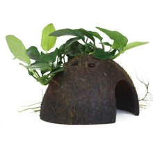 Anubias barteri nana on Coconut Shell Tropica