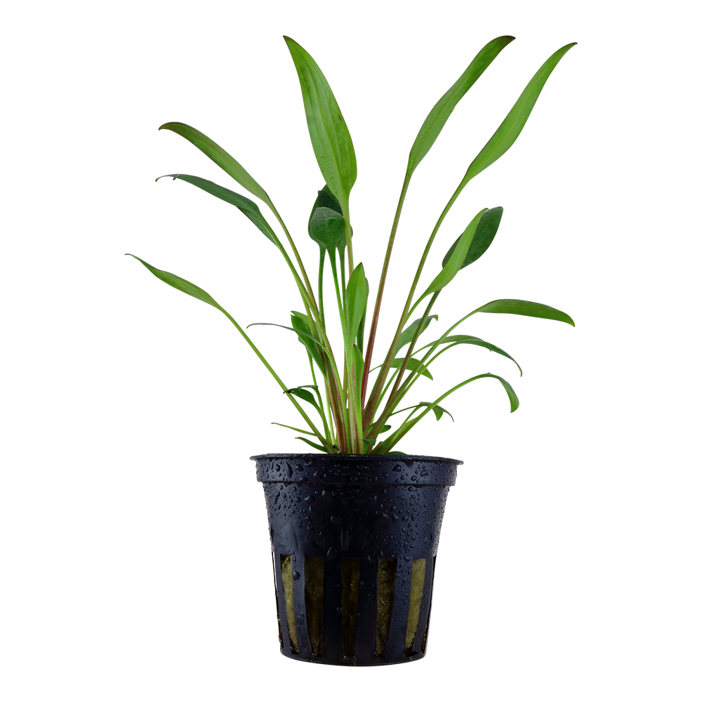 Cryptocoryne willissii AQUADIP