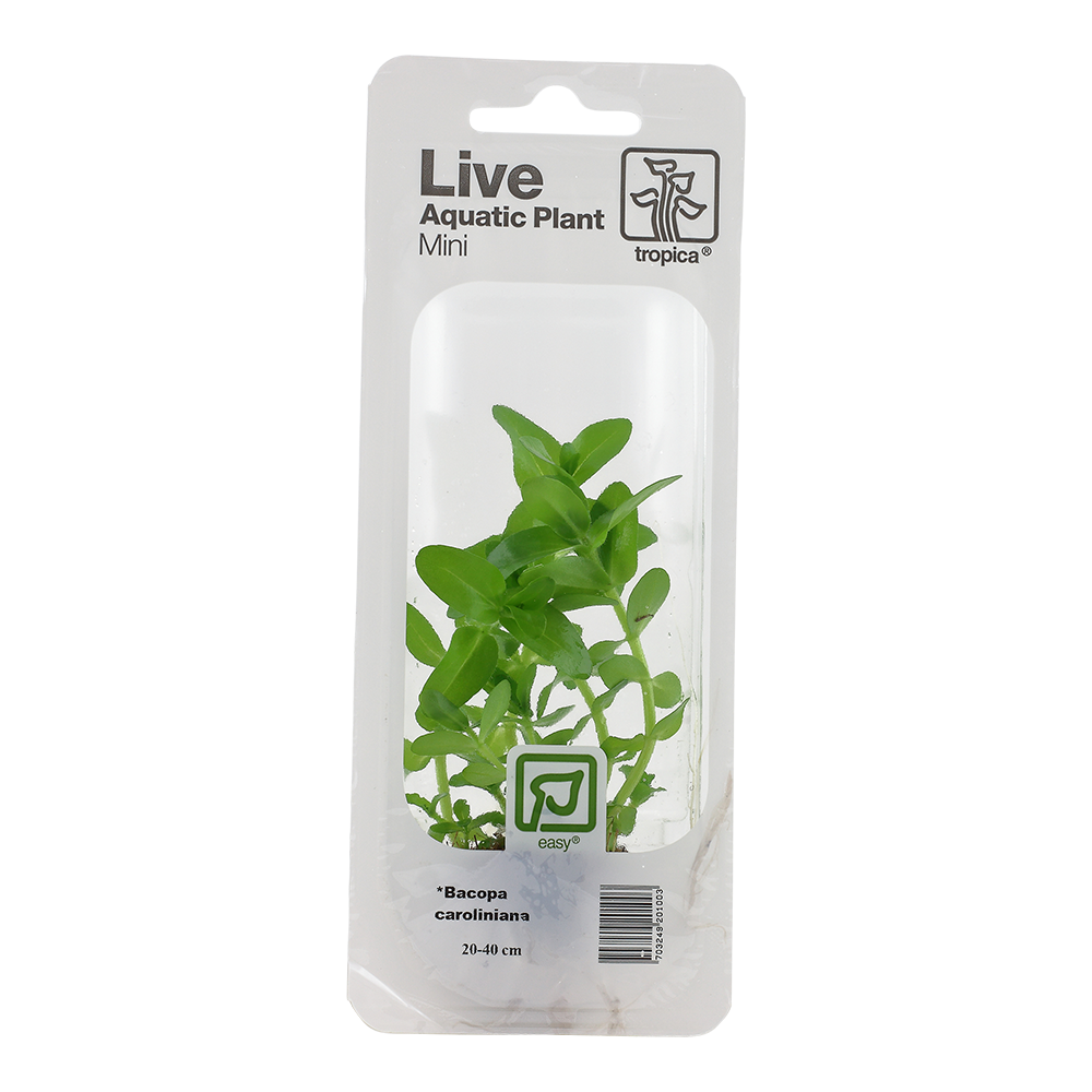 Tropica Bacopa caroliniana Mini Pot