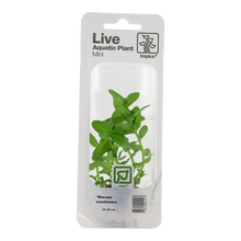 Tropica Bacopa caroliniana Mini Pot