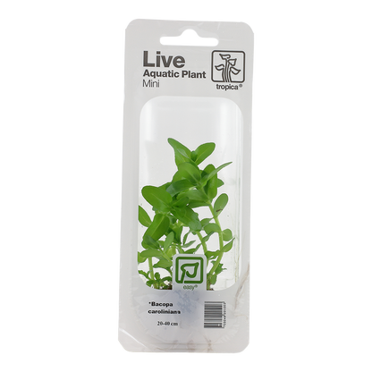Tropica Bacopa caroliniana Mini Pot