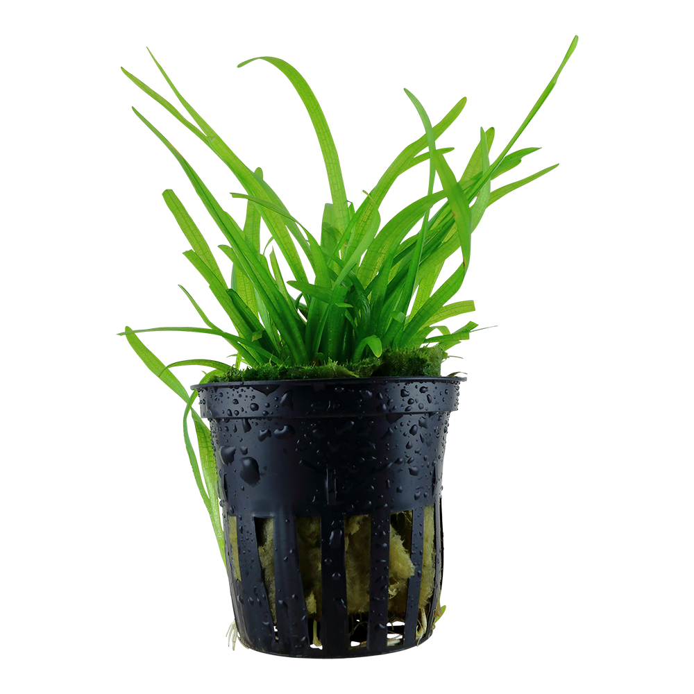 Sagittaria subulata Tropica