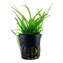 Sagittaria subulata Tropica