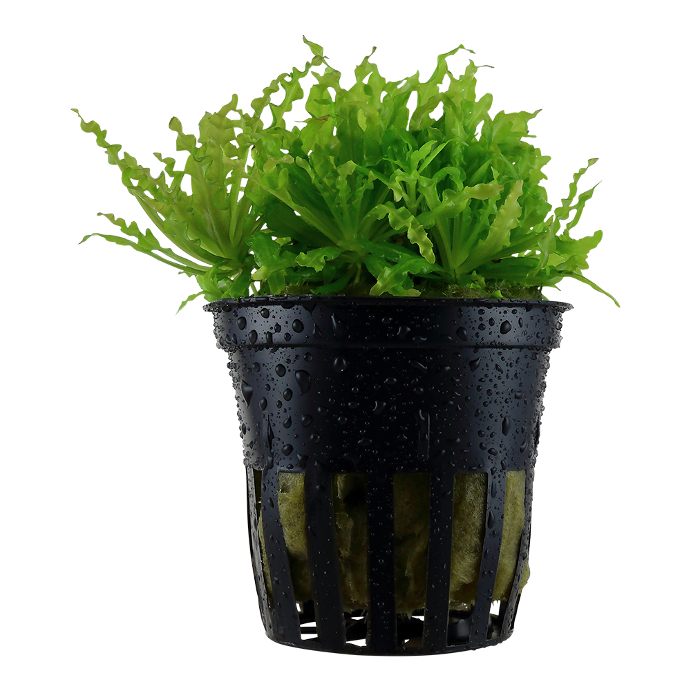 Pogostemon helferi Tropica