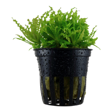 Pogostemon helferi Tropica