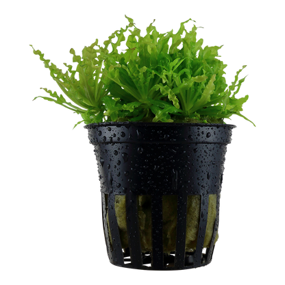 Pogostemon helferi Tropica