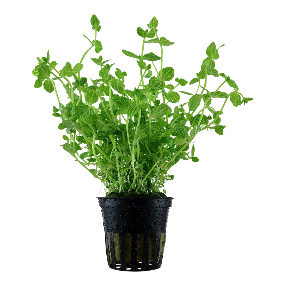 Lindernia rotundifolia Tropica