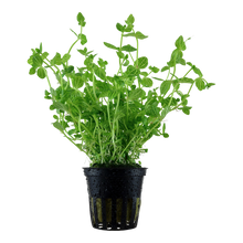 Lindernia rotundifolia Tropica