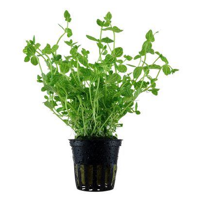 Lindernia rotundifolia Tropica