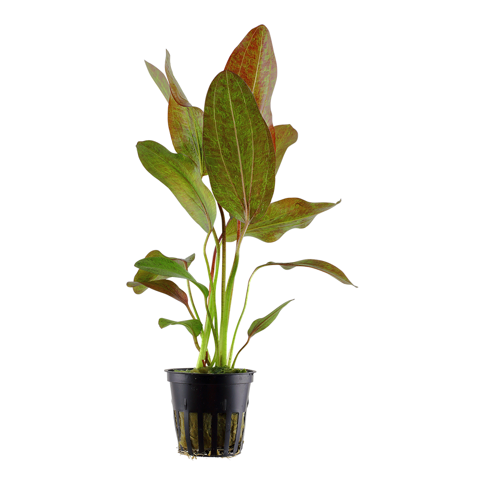Echinodorus Ozelot Tropica