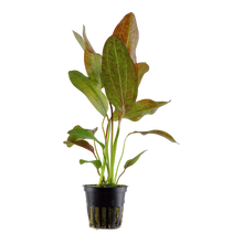 Echinodorus Ozelot Tropica