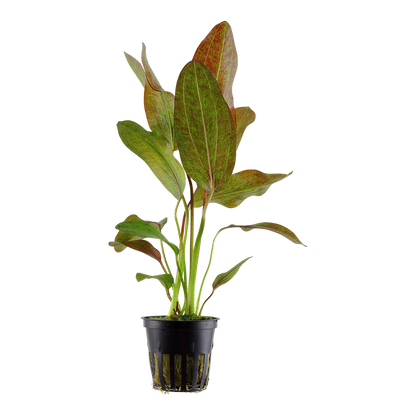 Echinodorus Ozelot Tropica