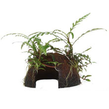 Hygrophila pinnatifida on Coconut Shell Tropica