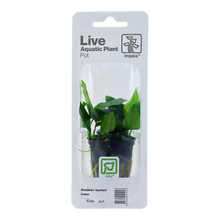 Anubias barteri Nana Tropica (Single Package)