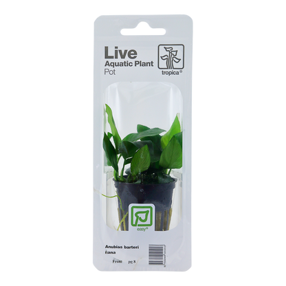 Anubias barteri Nana Tropica (Single Package)