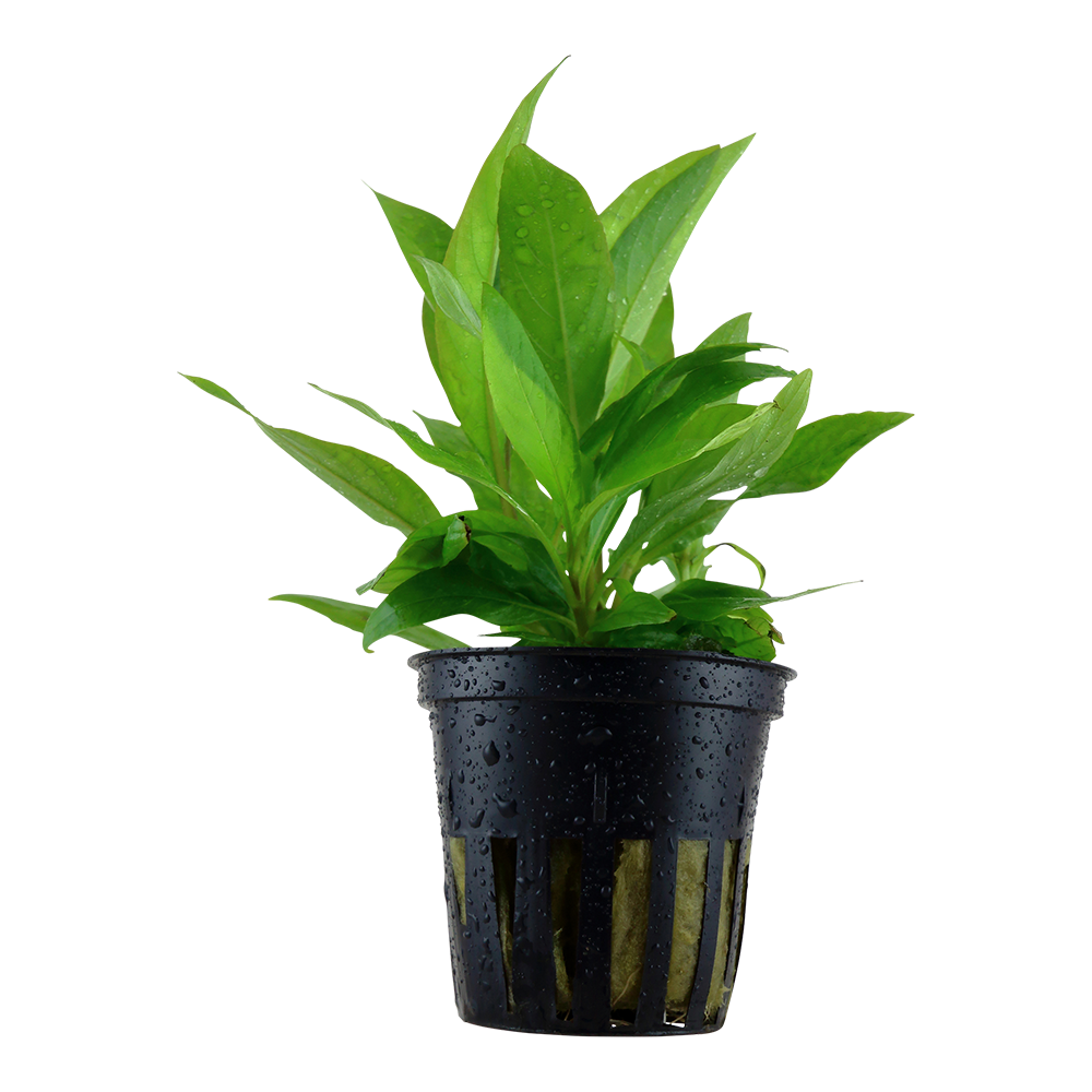 Hygrophila costata Tropica
