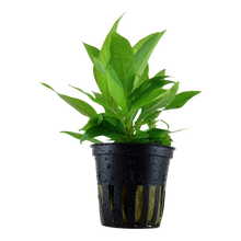 Hygrophila costata Tropica