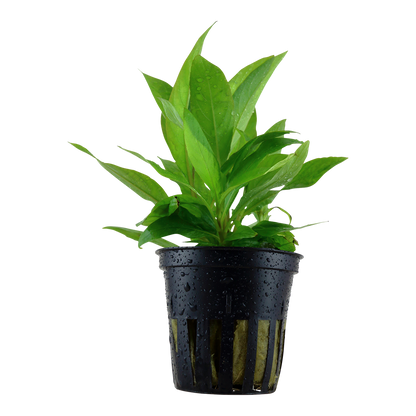 Hygrophila costata Tropica
