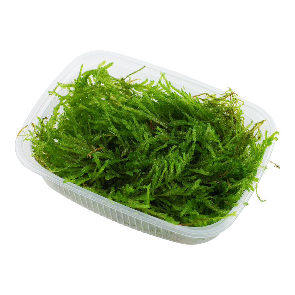Tropica Vesicularia ferriei Weeping Moss PORTION